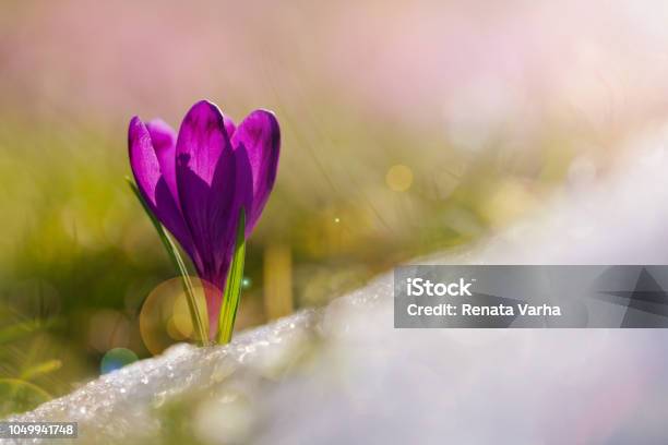 View Of Magic Blooming Spring Flowers Crocus Growing From Snow In Wildlife Amazing Sunlight On Spring Flower Crocusbeautiful Nature Stock Photo - Download Image Now