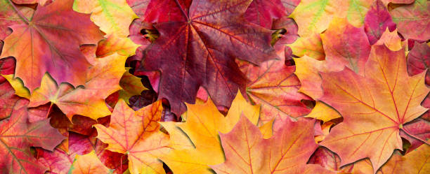 istock Yellow and red leaves. Autumn background. 1049941862