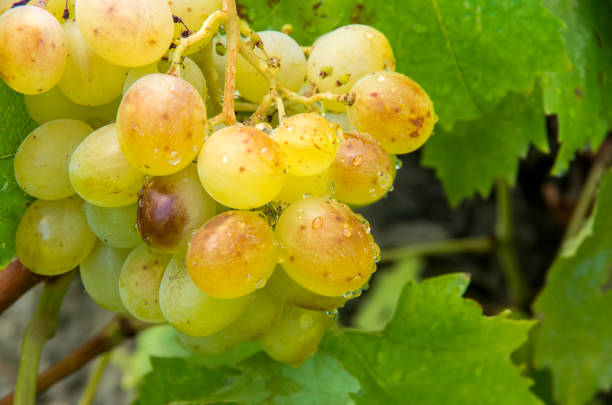 istock The grapes vineyard, agriculture (Turkey Izmir Buca vineyards) 1049941980
