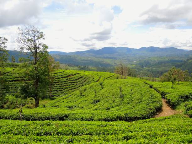 istock Tea plantations in Nuwara Eliya 1049942682