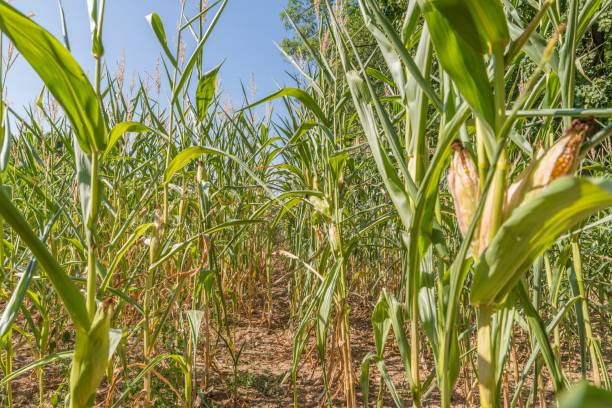 istock Dried corn field in summer, Germany 1049945446