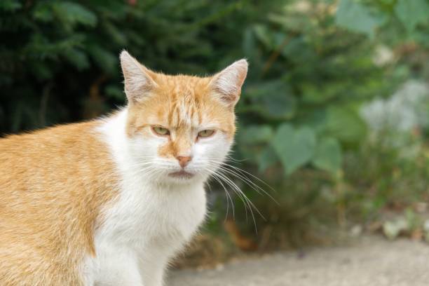 istock Cat in the garden. 1049948686