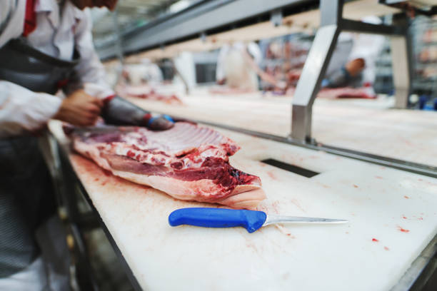 Workers at meet industry handle meat organizing packing shipping loading at meat factory.