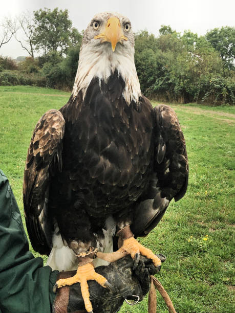 istock A close up of a Bald Eagle 1049949224