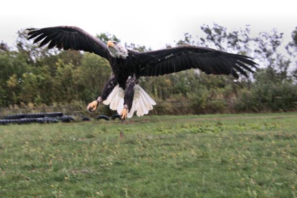 istock A view of a Bald Eagle in flight 1049949278