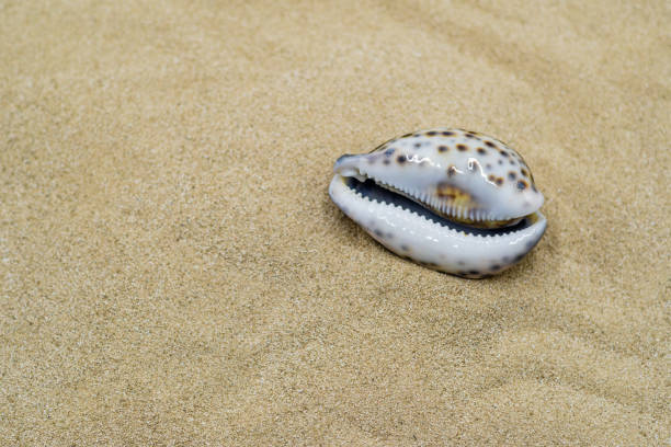 каури шелл на пляже - cowrie shell стоковые фото и изображения