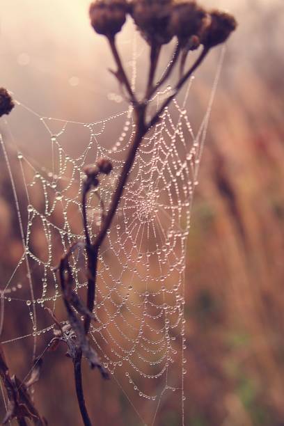 istock autumn cobweb in drops of dew 1049949896
