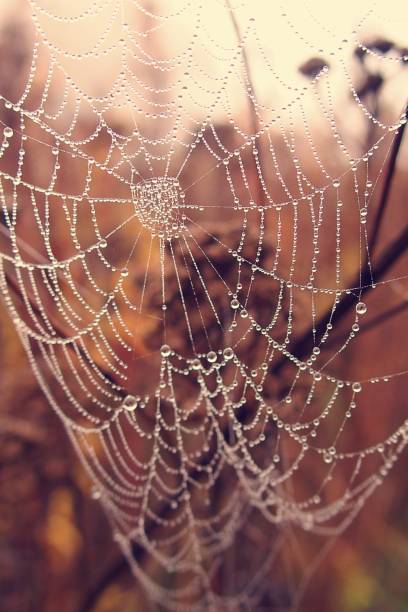 istock autumn cobweb in drops of dew 1049949966