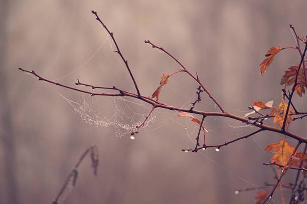istock autumn cobweb in drops of dew 1049952026