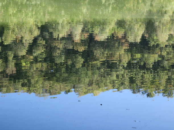istock reflection of a forest in a pool on a sunny day 1049953232