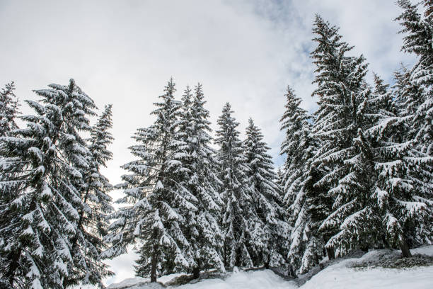 istock Winter landscape with snow on trees 1049953450