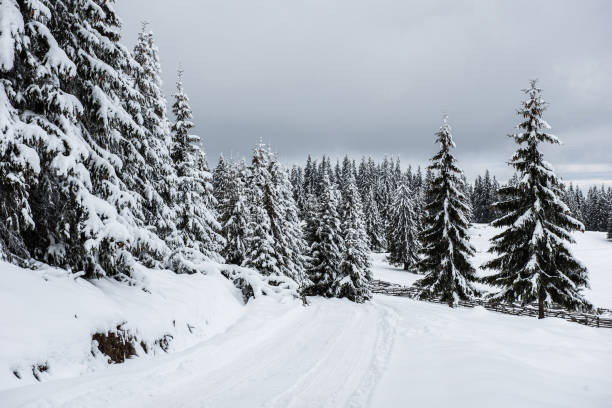 istock Christmas background, snow covered forest in winter 1049953522