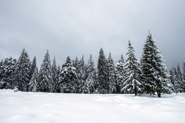 istock Winter landscape with snow on trees 1049953560