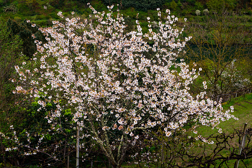 Cherry tree in Cinfaes, Portugal