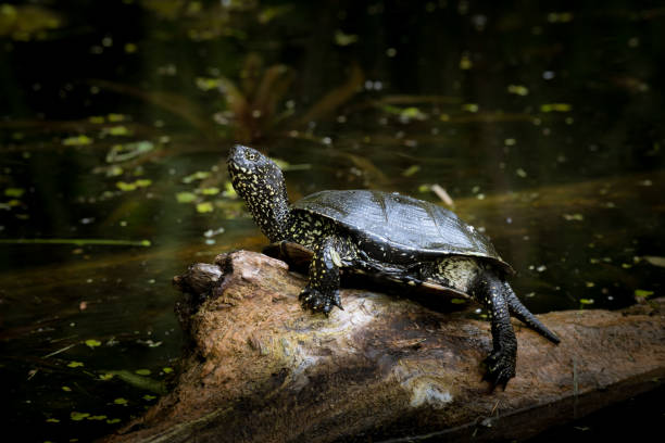 European pond turtle (Emys orbicularis) sitting on a trunk sunbathing in a pond (Vienna, Austria)
