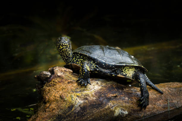 istock European pond turtle (Emys orbicularis) sitting on a trunk 1049956682