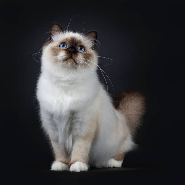 istock Adorable excellent seal point Sacred Birman cat kitten standing / sitting front view looking up, isolated on black background 1049960044