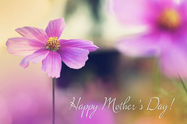 istock Mothers Day card with cosmos flower 1049960418