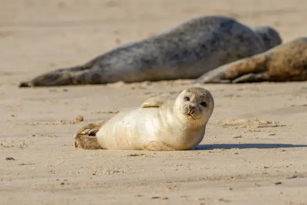 Photo of Seal pup on the beach as part of the seal colony at Horsey, Norfolk