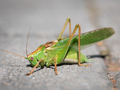 Portrait of a great green bush-cricket (Tettigonia viridissima) sitting on the pavement