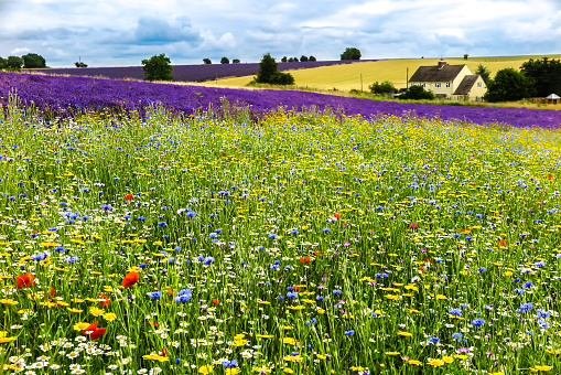 Purple Lavender Flowers Against Blurred Meadow Background