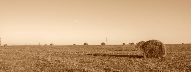 rolls of hay on the field after harvest - romanian hay imagens e fotografias de stock