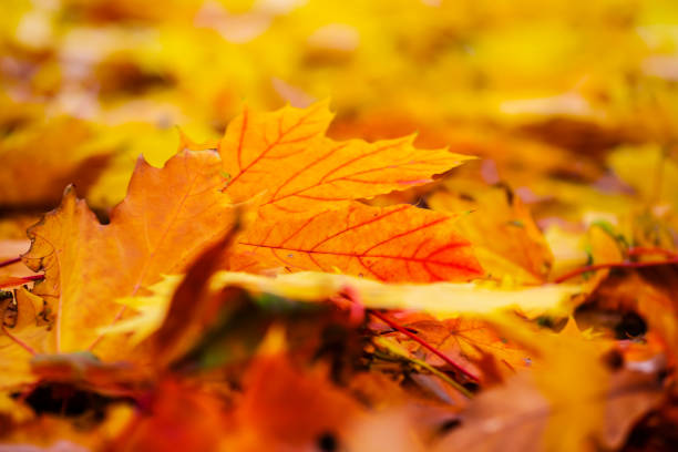 istock closeup red dry maple leaves on a ground 1049968166