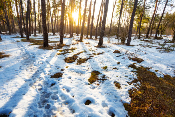 scène d’hiver, forêt de pins dans une neige au coucher de soleil - tranquil scene tree sunset snow photos et images de collection