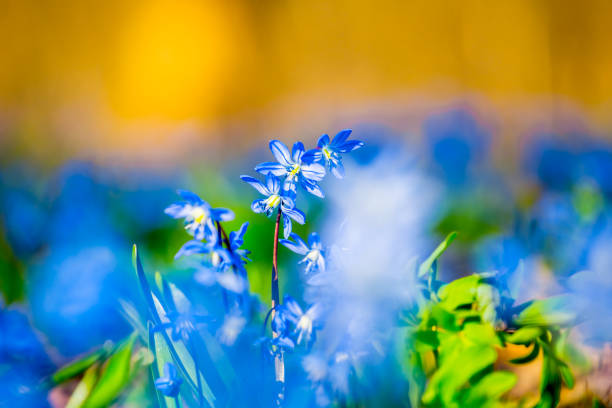 beautiful blue flowers in the forest