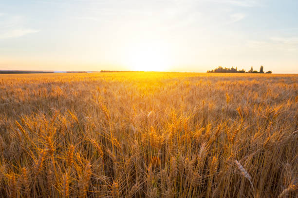 summer wheat field in the evening sunlight