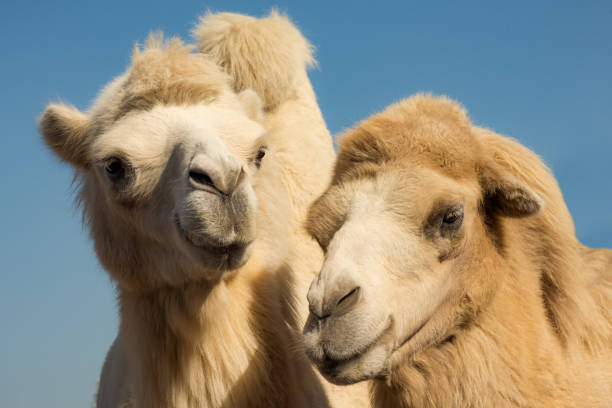istock two camels animal portrait 1049969598