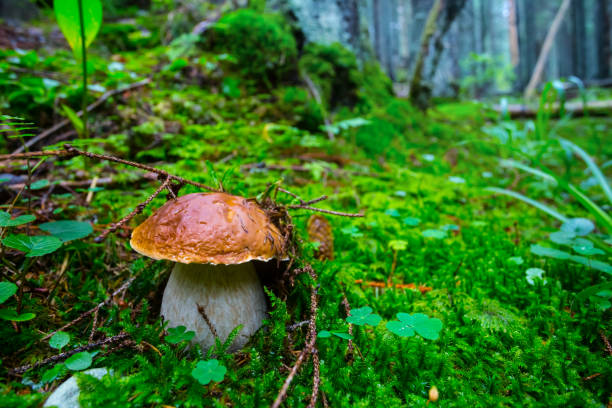 istock large porcini in a green wet forest 1049969612