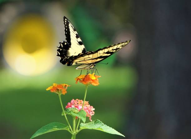 istock Butterfly on the flower 1049969716