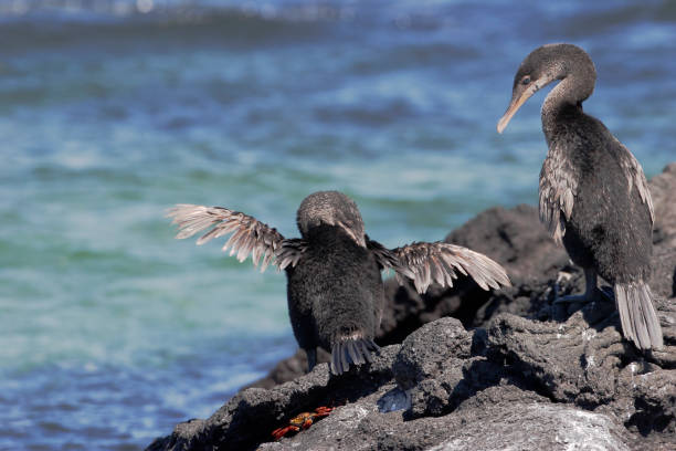 istock Flightless Cormorant (Phalacrocorax harrisi), Fernandina, Galapagos Islands, Ecuador 1049972506