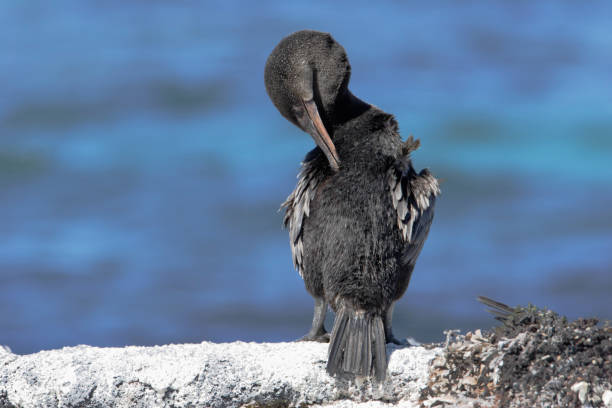 istock Flightless Cormorant (Phalacrocorax harrisi), Fernandina, Galapagos Islands, Ecuador 1049972516
