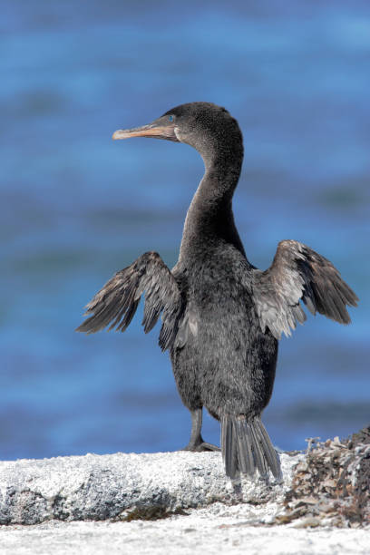 istock Flightless Cormorant (Phalacrocorax harrisi), Fernandina, Galapagos Islands, Ecuador 1049972548