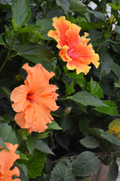 istock Beautiful orange hibiscus flower 1049972990