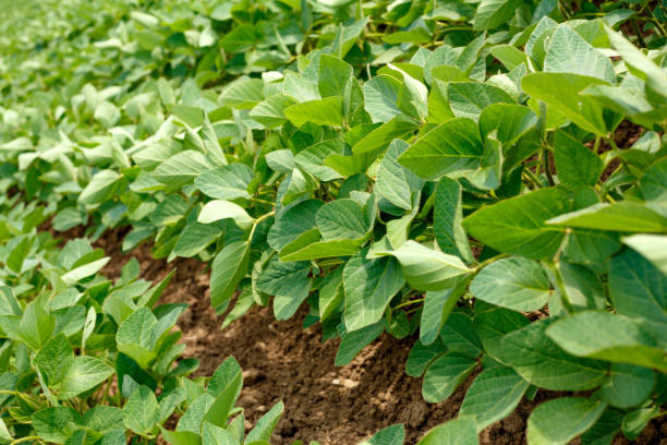 istock young soybean field rows in summer 1049978774