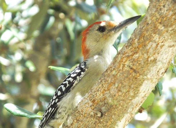 istock Red-bellied Woodpecker (Melanerpes carolinus) 1049984872