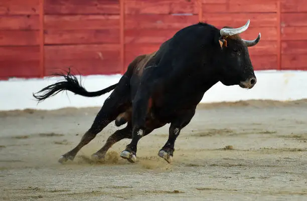 Photo of Bull in bullfighting ring
