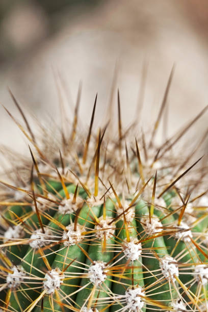 istock Cactus macro photography 1049990780