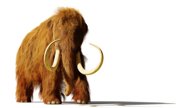 istock woolly mammoth, prehistoric mammal isolated with shadow on white background 1049997430