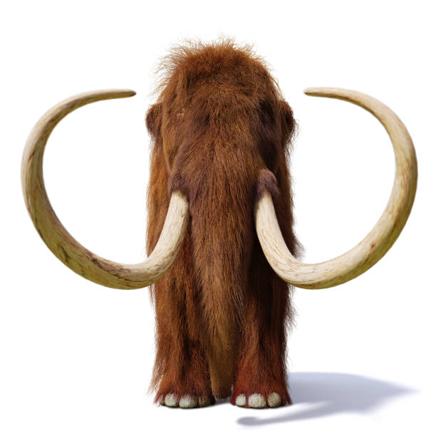 istock woolly mammoth, prehistoric mammal front view isolated with shadow on white background 1049997590