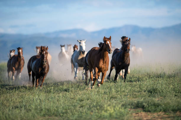 istock Running of the wild horses 1049997674