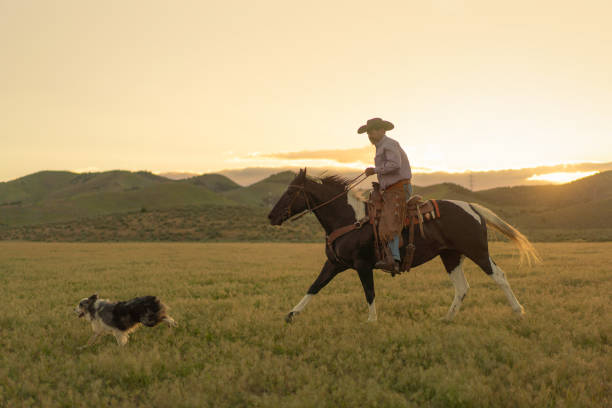 istock Senior cowboy horseback riding 1050000346