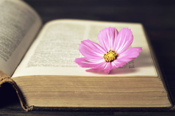 istock Cosmos flower on the open vintage book 1050000480