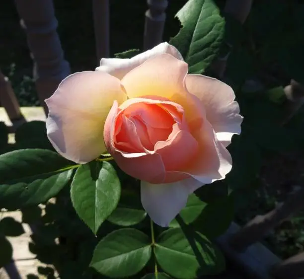 This photo features an up close look at a salmon pink or light pink rose.