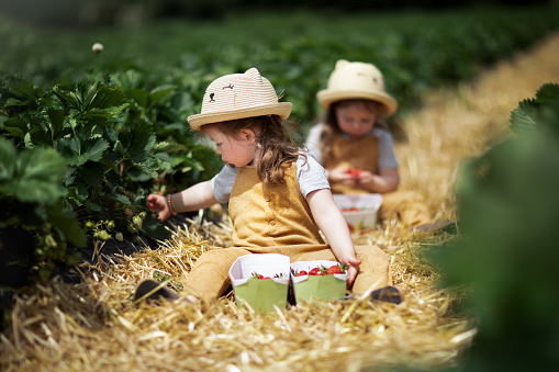 Two little identical twin girls sitting and picking strawberries