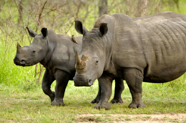 istock Rhinos in the African bush 1050006968