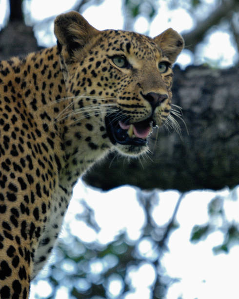 istock Close up of leopard 1050006998